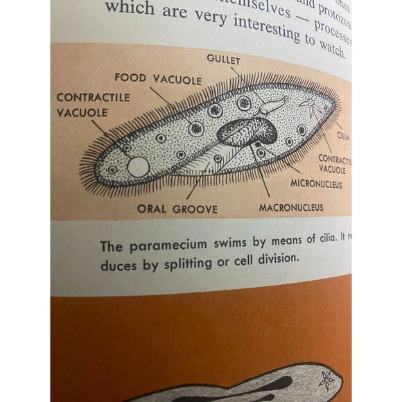 Vintage 1973 The How and Why Wonder Book of the Microscope – Illustrated Science - Picture 5 of 9